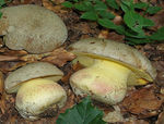 Bolet_de_Fechtner1
