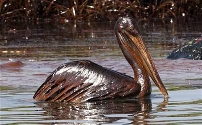 pelican