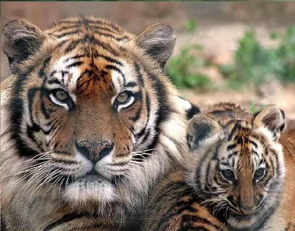 tigre_du_bengale