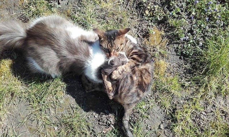 lucky et Hermes