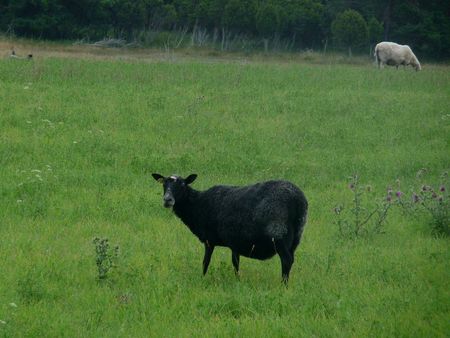 mouton noir