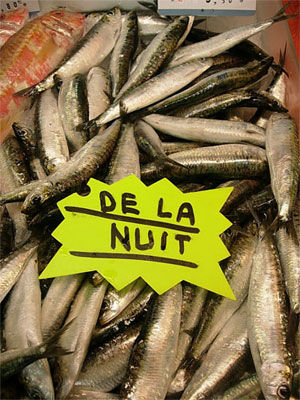 sardine