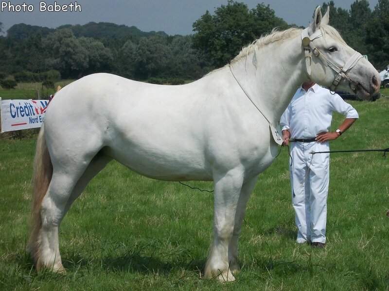 BRILLANCE de Colintun - Concours National - Samer (62) - 26 juillet 2014 - 3e (3 ans petites tailles)