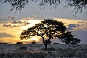 Botswana kalahari 2012 album j-p (202)