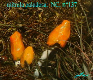 mittrula_paludosa_n_137