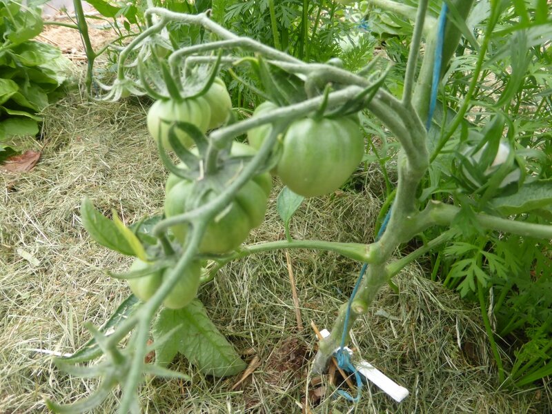 14-tomates (4)