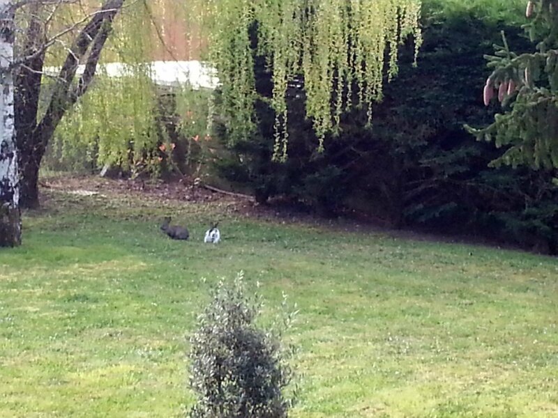 2 lapins à Sarranson 19 mars 2014 (7)