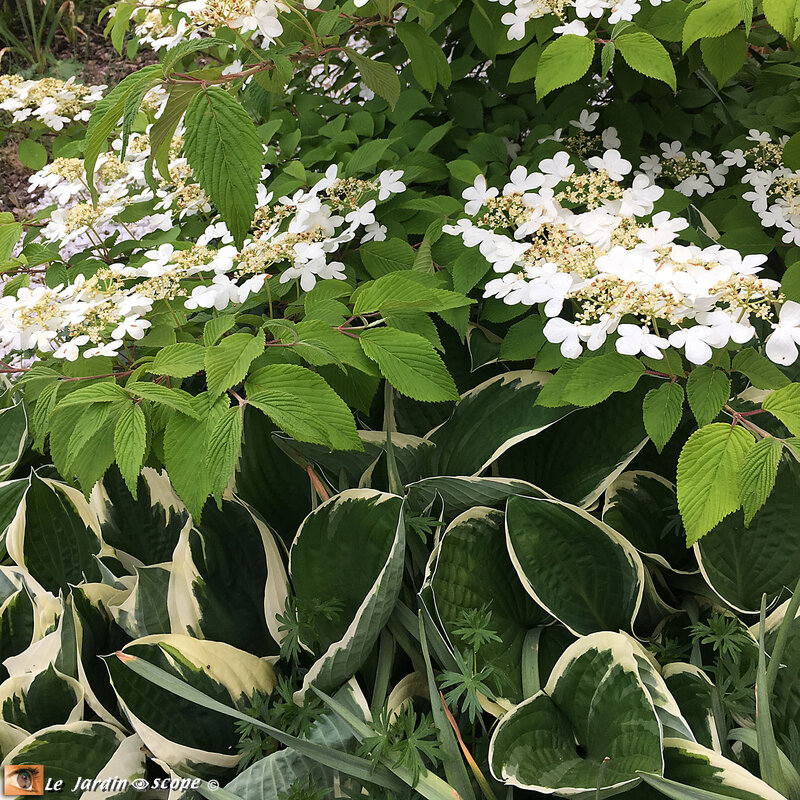 IMG_5896-Hostas-et-viburnum