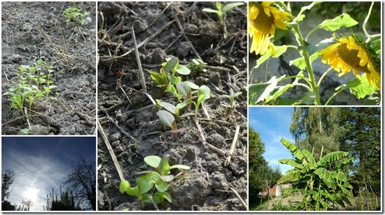 jardin 1er octobre 20231