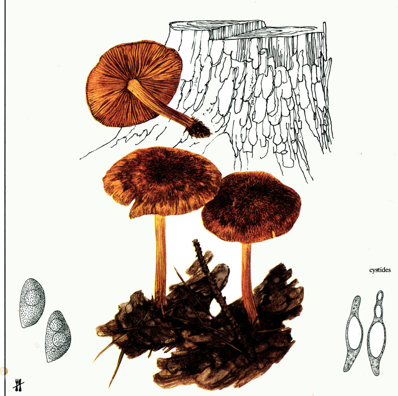 Gymnopilus sapineus GB Bohumil Vančura