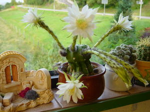 Cactus_en_fleurs