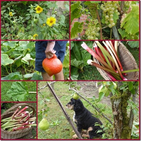 jardin 28 aout 2020