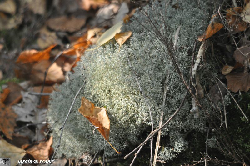 Lichen des rennes • Cladonia rangiferina • famille des Cladoniac
