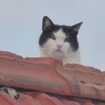 a chat2