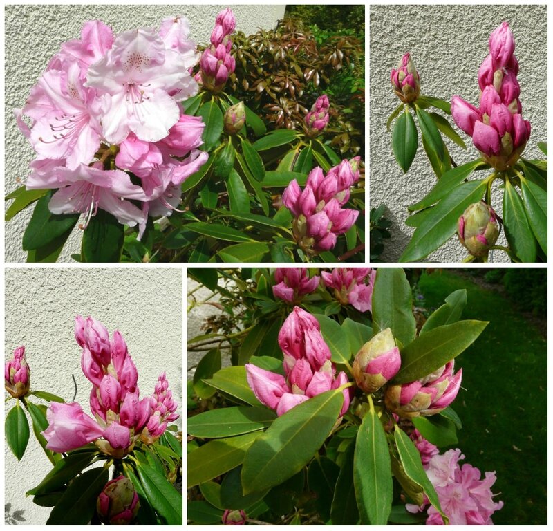05 - Rhododendrons