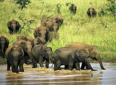 Elephants_At_Uda_Walawe_National_Park