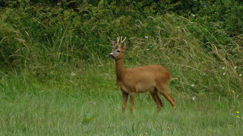 CHEVREUIL - Capreolus Capreolus 1920