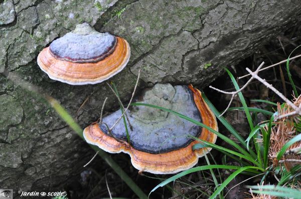 Fomitopsis-pinicola