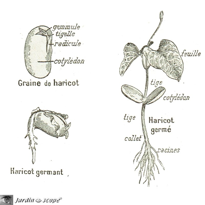 Dessins-cotylédon