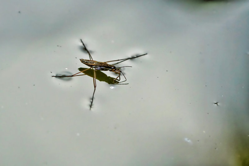 water-striders-3322665-1800x1200