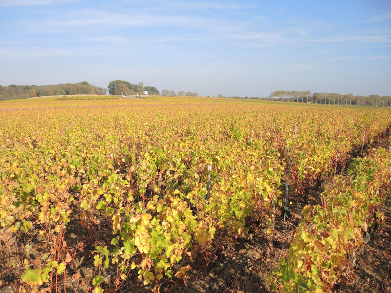 Pouilly-sur-Loire, vignes