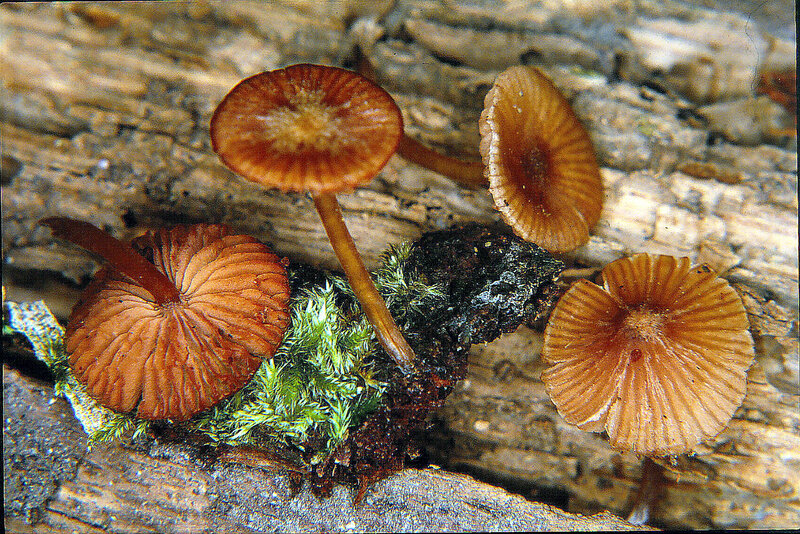 Entoloma bispora 1994 0430_0003