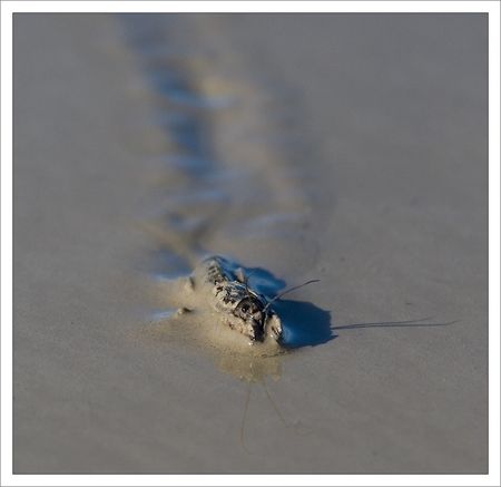 Aiguillon_inondation_crustace_vase_280210