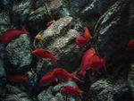 mars2009_aquariumShinagawa013