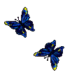 papillons_13