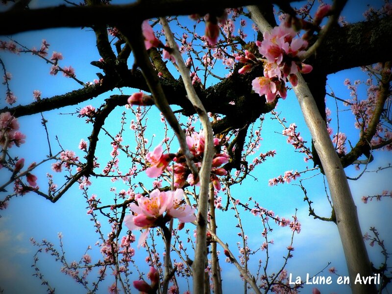 Le printemps en hiver 3