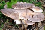 Pleurote_du_panicaut2