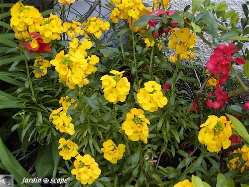 Giroflée • Cheiranthus cheirii