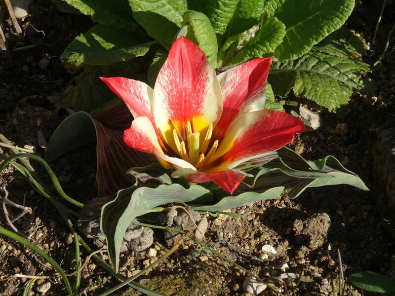 tulipe pinocchio ouverte