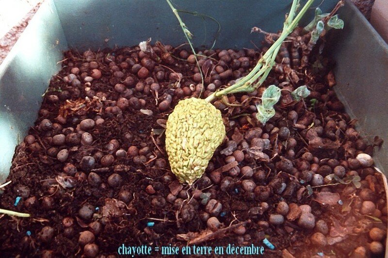 01 chayotte  mise en terre