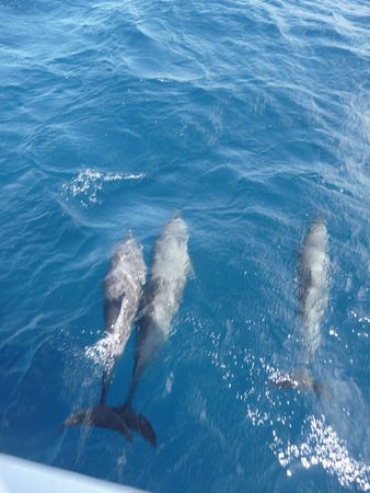 Dauphins__8_