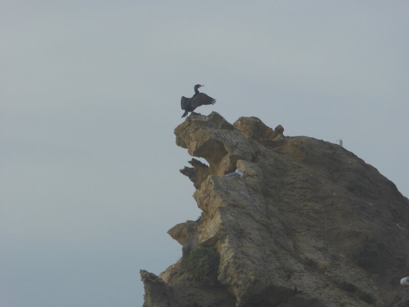 Biarritz, plage des Basques, oiseau sur rocher (64)