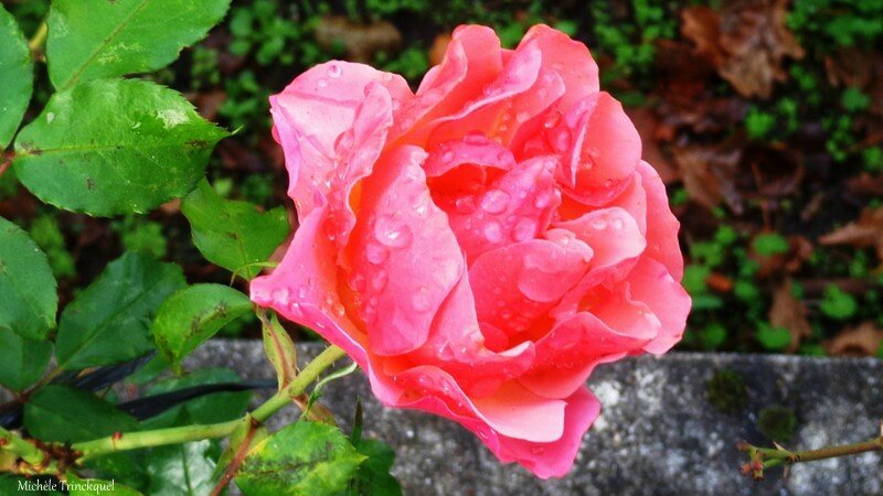 Rose 141115