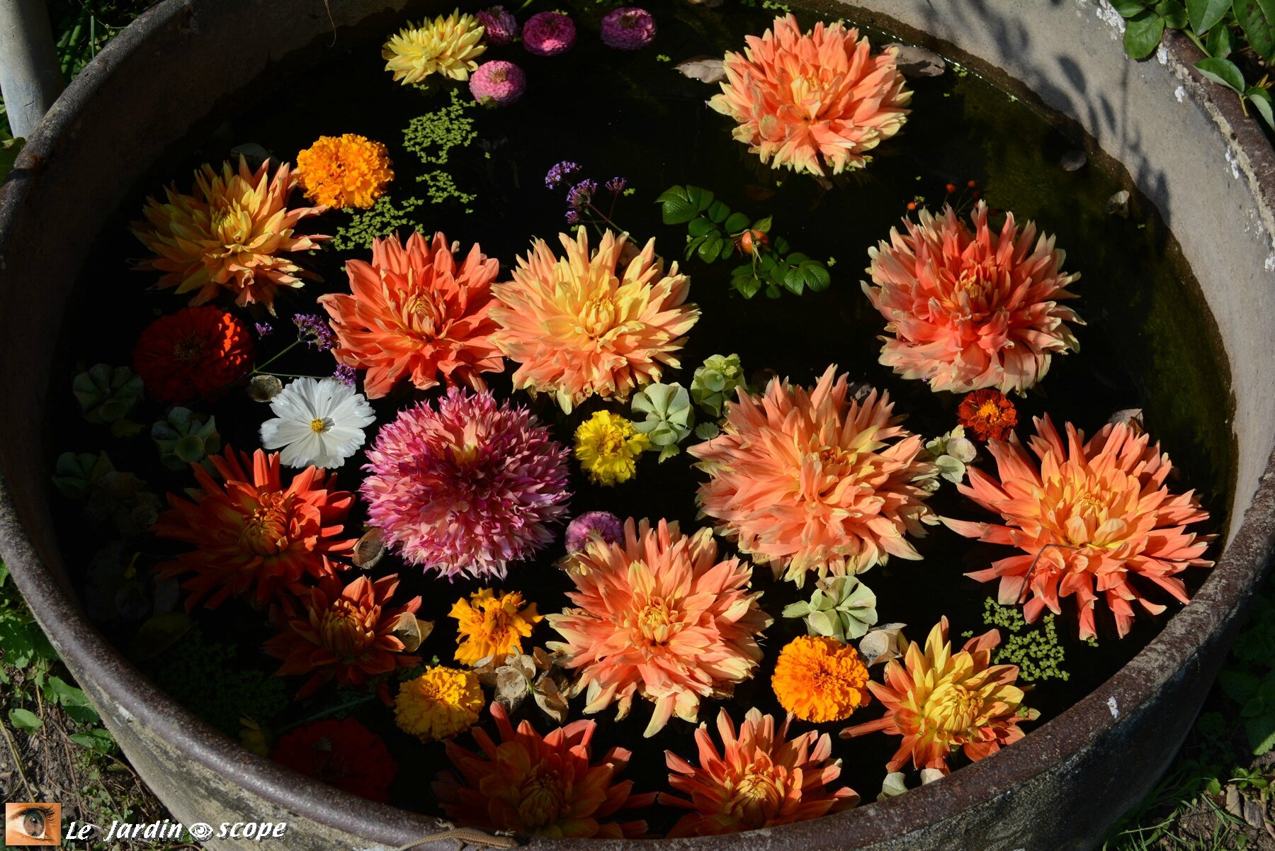Saint-Jean-de-beauregard 2016 - bac à dahlias