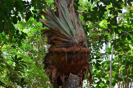 Jardin des plantes 06