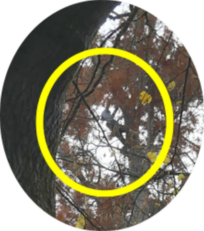 Arres cyprès chauve élagueur 061221 3 élagueur