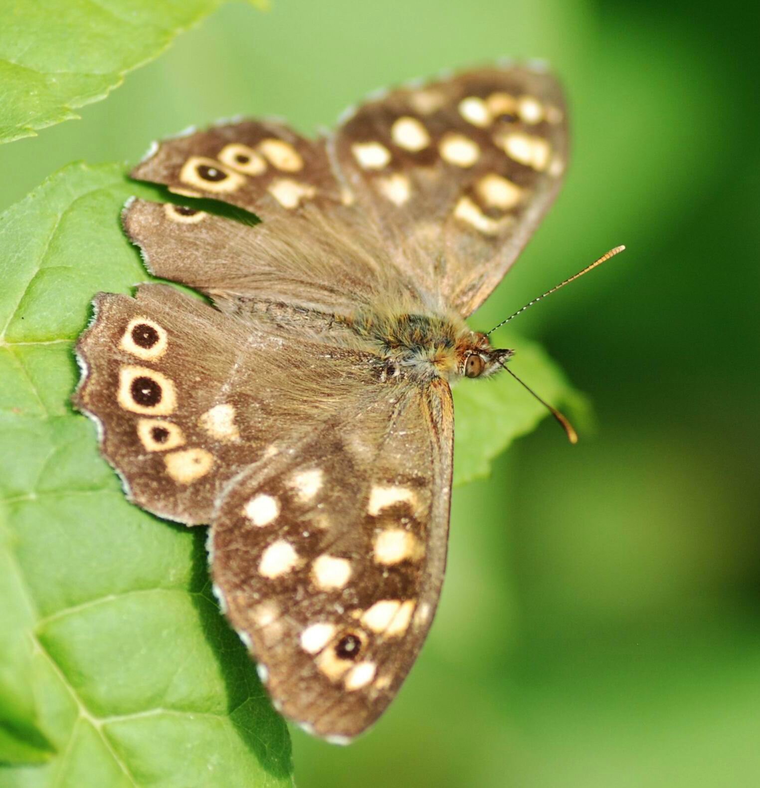 Le Tircis (Pararge aegeria)