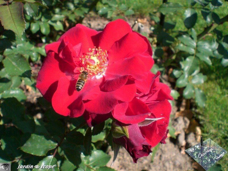 Rosier 'Occitane'