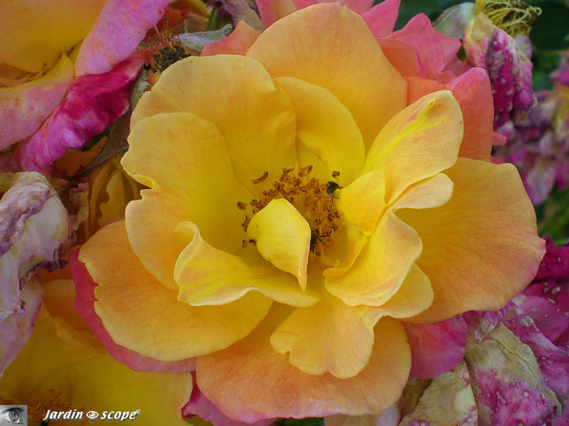 Rosier 'Joseph's Coa' (Photo juin 2009)