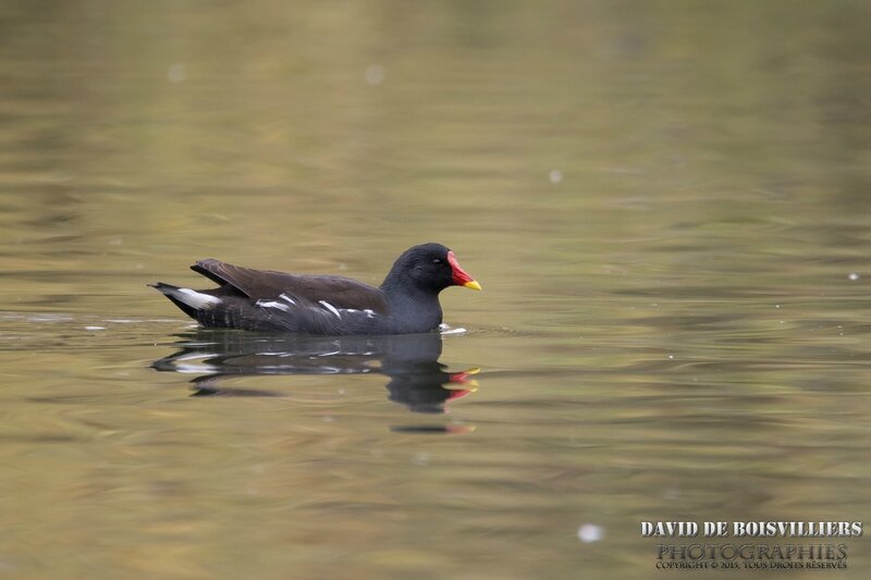 Gallinule poule-d'eau (Gallinula chloropus)