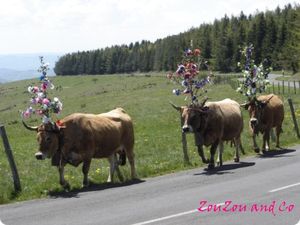3_vaches