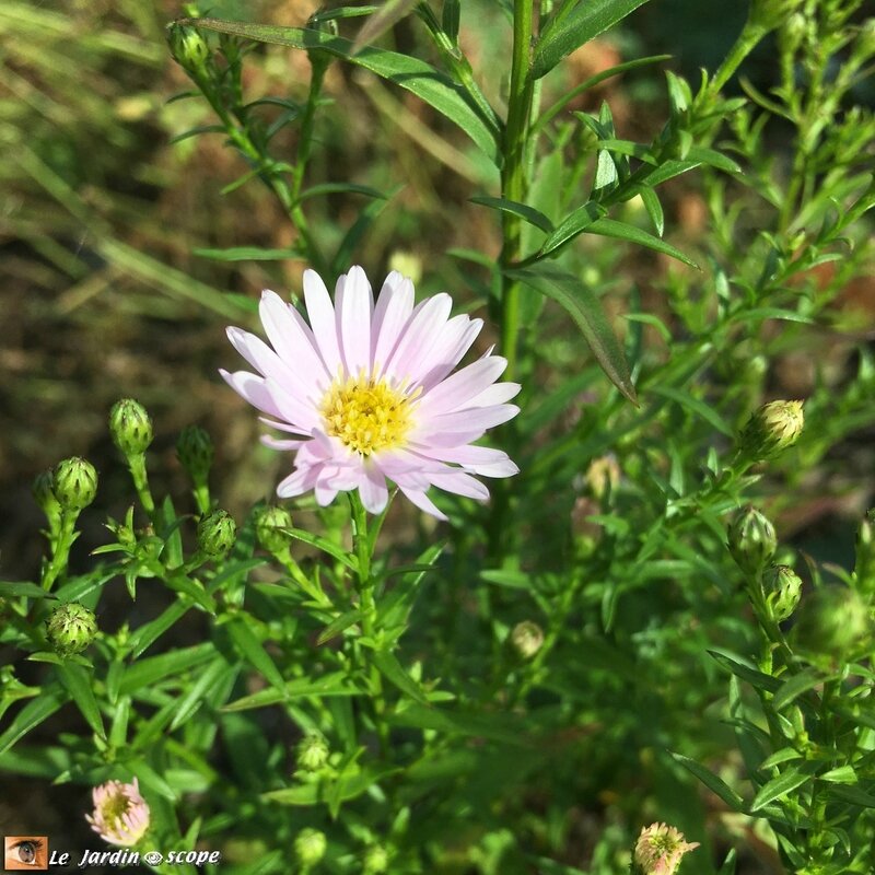 Aster Ericoides Cyrille