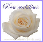 bouquet_anais_3_rose_stabilis_e_blanche