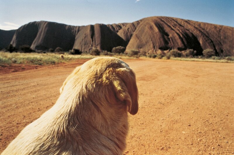 Dog on the Road to Ayers Rock, 2, Uluru, 1977 (© Wim WendersCortesia Blain Southern)WIM WENDERS