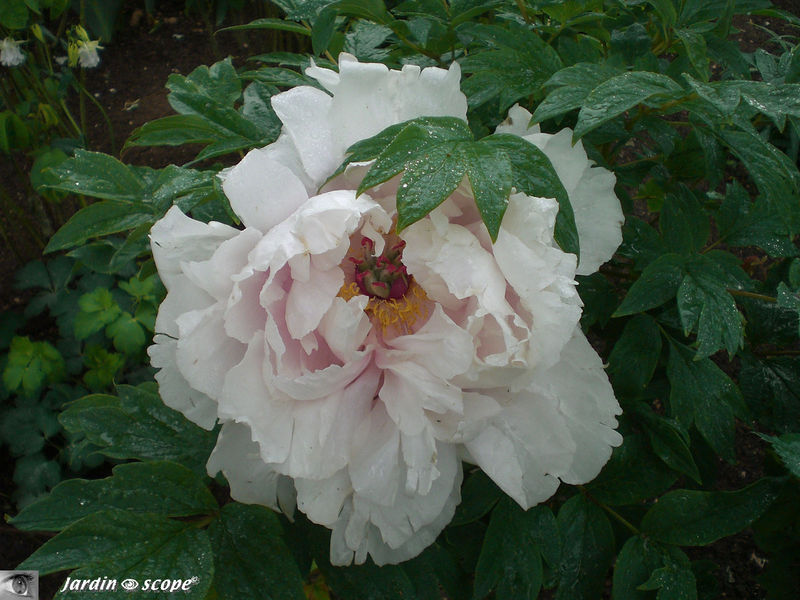 Un superbe pivoine blanche (mi-mai 2010)
