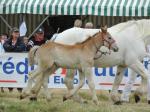 Giroflée du Boncoin (pouliche de Nova du Boncoin et Viking Rose des Vents) - 24 Juillet 2016 - National Boulonnais